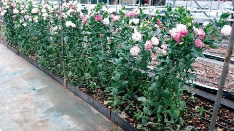 Parmi de nombreuses productions, le Scradh mène des essais sur fleurs coupées, ici sur Lisianthus en 2019. Essais qui se poursuivent et évoluent en 2021. ©O.Maillard